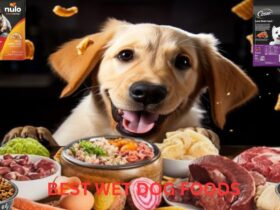 Best Wet Dog Foods