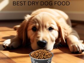 Best Dry Dog Foods